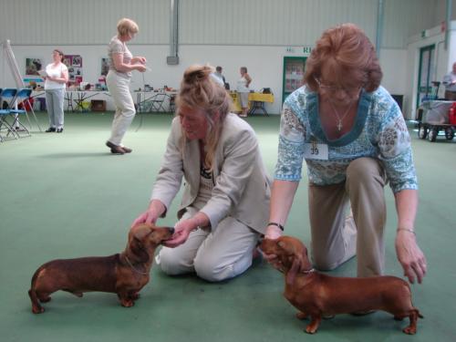 Stargang dachshunds 2024